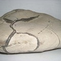 白龜甲石