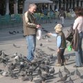 聖馬可廣場上鴿子天天吃BUFFET，因為大家都會買飼料去餵