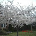 門前的吉野櫻花，今年盛開的豐采