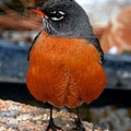 robin（知更鳥）