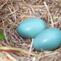 Robin eggs are so blue.....