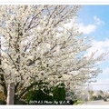 華府櫻花盛開的同時， 
附近的一排路樹也披上一身白雪似的梨花。 
我趕緊用相機留下她們美麗的倩影， 
瞧，這不正是…… 
春天白了梨花頭呀！