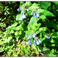 四月底某個早上，朋友找我一起去Bull Run Park尋找「藍色的浪漫」。每年這時候，Bull Run Park的小溪邊會盛開一片藍色的小野花，那小花有個美麗的名字，叫「藍色風鈴（bluebell）」。可惜我們去晚了，過了開花期，只在溪邊見到幾朵殘顏………明年一定要記得賞花要趕早。