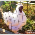 這隻雄赳赳氣昂昂的「白雞王子」住在馬里蘭州的Homestead Farm農場裏。
牠身上的白毛一直覆蓋到爪子上，雞冠旁毛絨絨的毛髮隨風搖曳，煞是可愛！
瞧牠一身玉潔冰清、自信滿滿的樣子，大概是雞舍裏最帥的帥哥！