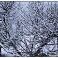2009年12月5日，大華府地區下了第一場初雪。
這場雪的「威力」不大，孩子們星期一還是照常上課。