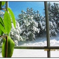 從客廳拍後院的雪景。
被雪霜塗抹一身白的松樹，
對照屋內的evergreen（常青樹），
一春一冬，
鮮明對比。
原來隔著一層窗子，
世界可以如此不同。