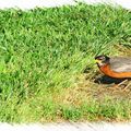 清早散步時，這隻知更鳥佇立草地上抬頭望著我。
他的眼神好犀利。