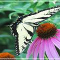 2010年6月去馬里蘭州的Black Hill 公園烤肉，
看到一隻遊走花間的蝴蝶，趕緊留下鏡頭。
