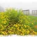 清晨出門散步，路上都是如煙似裊的霧氣。
不知名的野黃花，在霧氣氤氳中，
卻顯得特別鮮黃艷麗，
教人驚艷……