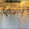 攝於2011年1月附近的池塘，雁子們站在結冰的水面上，不知是否飢寒交迫？