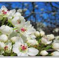 4月6日和媽媽散步時，在路旁遇見盛開的梨花。
春天，處處是驚艷！