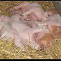粉紅色的豬寶寶，可以明顯看出有兩隻參雜了淺棕色。
吃飽喝足，手足們緊緊相擁，做一個香夢。