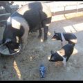這是黑白豬的媽媽。
除了豬舍裡打鼾的一群豬寶寶，
還有三隻小豬跟著媽媽到外面晃……