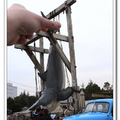 大白鯊1：捏牠，就在牠被高高吊起時。