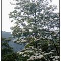 三灣[10]：油桐花,樹上雪c(2010/0421)