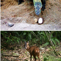 台南[30]:學甲4,園區在2009年繁殖成功的「科摩多龍(產卵)」(上)與「台灣原生種山羌」(下)。