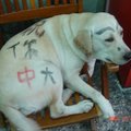 台東有一家彩券行養的狗狗，粉口愛吧！