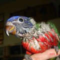 我想記錄彩虹鸚鵡的成長過程，讓沒有這方面經驗的朋友們，也能和繡繡一起分享鸚鵡成長的點點滴滴。