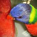 彩虹吃西瓜 - 1