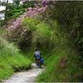 能高橫斷步道寬敞，有些路段可騎摩托車，五六月間杜鵑盛開，是度假勝地。