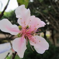 春來了 桃花開得正美 比起陽明山上的櫻花 算是各有特色