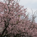 淡水方向的天元宮 此時正開著美美粉嫩的櫻花