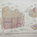 緻密骨分解圖