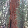 其中之一的老紅杉樹