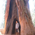 站在這棵較年輕紅杉樹的洞里，一樣是小巫見大巫