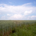 這一大片寬廣的麥田是梵谷作畫的題材