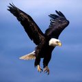 soaring eagle 4
