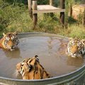tigers take bath