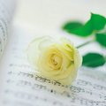 rose and music