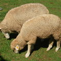 這兩隻羊妹妹，只顧著吃東西，都不管人們的呼喚來吃他們手上的草，看到沒，每隻羊的耳朵上都有記號，就不怕誰沒回家了！