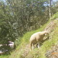 這雙羊妹妹那裡不好去，跑到山坡上去吃草，被我拍下來留影存證！