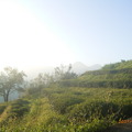 好空氣的山頂茶園