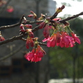 櫻花 (緣道觀音廟)