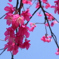 紅紅的櫻花 預告春來了!