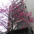 櫻花 (內湖瑞光路旁)