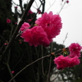 櫻花 (中正紀念堂)