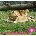 ^O^歡樂的獅子家族，享受下午時光。