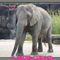 2009Taipei Zoo的象象台北木柵動物園[亞莎崎最喜歡的景點之一]