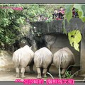 2009Taipei Zoo的白犀牛屁屁台北木柵動物園[亞莎崎最喜歡的景點之一]