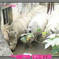 2009Taipei Zoo的白犀牛台北木柵動物園[亞莎崎最喜歡的景點之一]