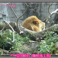 偷拍獅子王Taipei Zoo台北木柵動物園[亞莎崎最喜歡的景點之一]