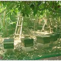 三奇蜜蜂生態農場--1