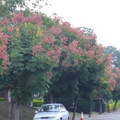 卑南文化公園--台灣欒樹 - 3