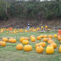 The Pumpkin Patch, though there were not many pumpkins in the field compared to some other places, we had fuh there!