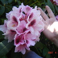美麗的Rbododendrons