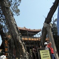 山東孔廟內乾隆種植的龍及鳳樹